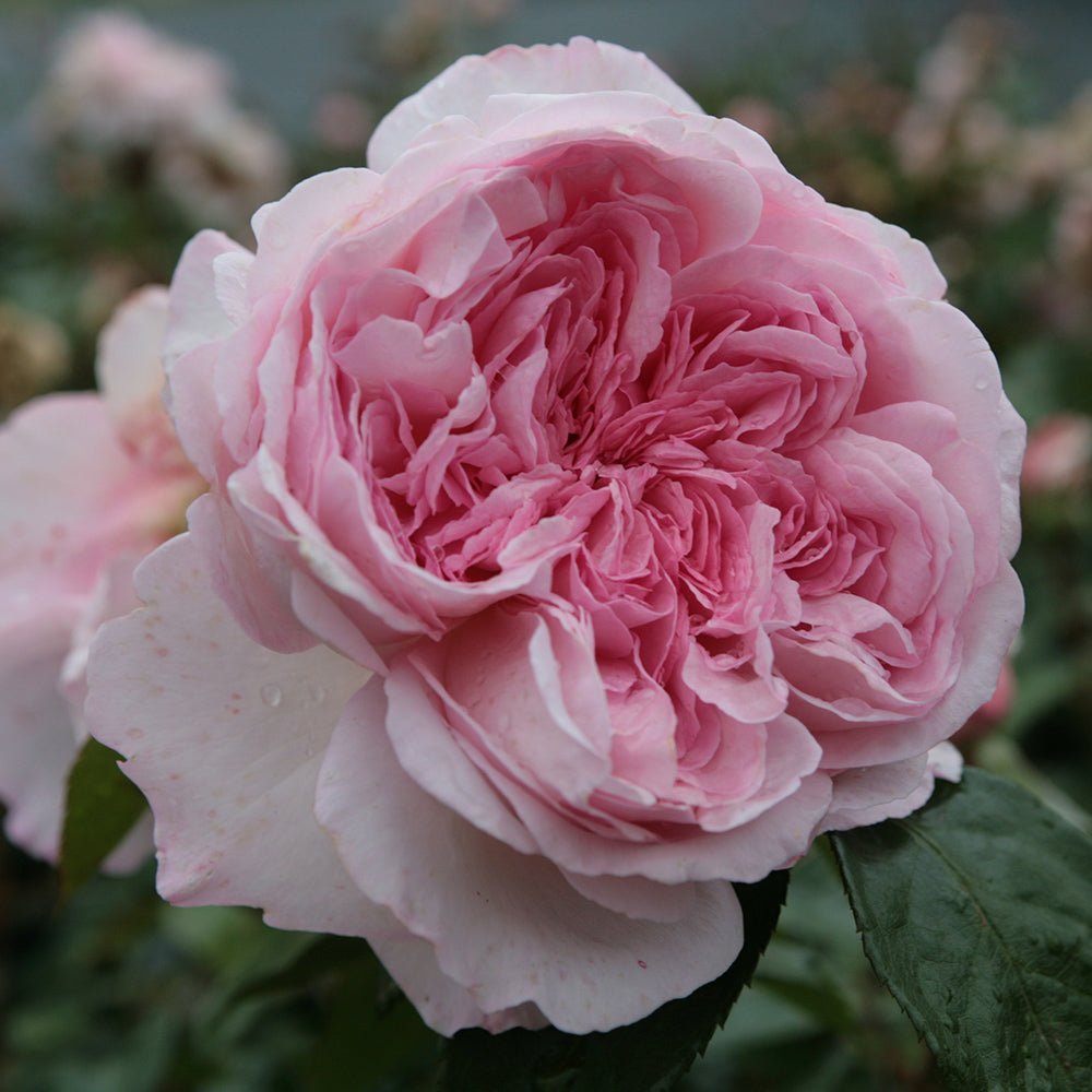 Trandafir Tufa roz-pastel Princesse de Luxemburg, parfum intens