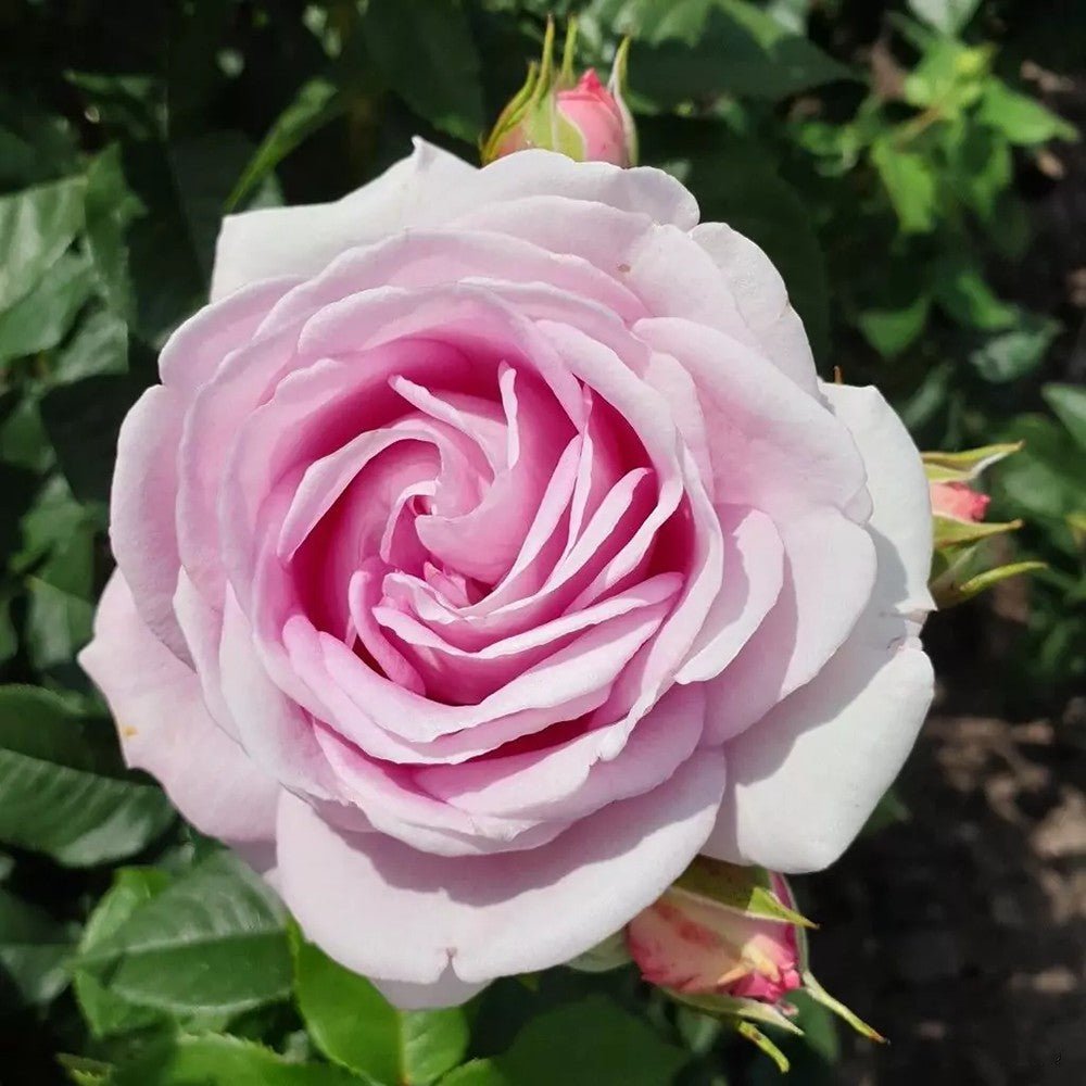 Trandafir Tufa roz-portelan Koenigin Marie, parfum intens