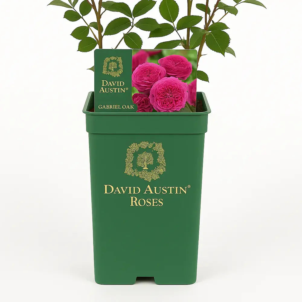 Trandafir englezesc David Austin Rosa Gabriel Oak, flori roz magenta intens intens, parfumate, rezistent la frig, inflorire continua