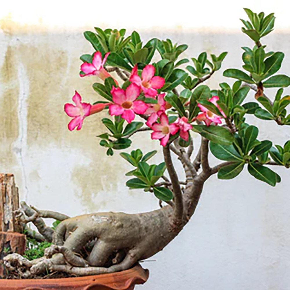 Trandafirul Desertului (Adenium obesum)