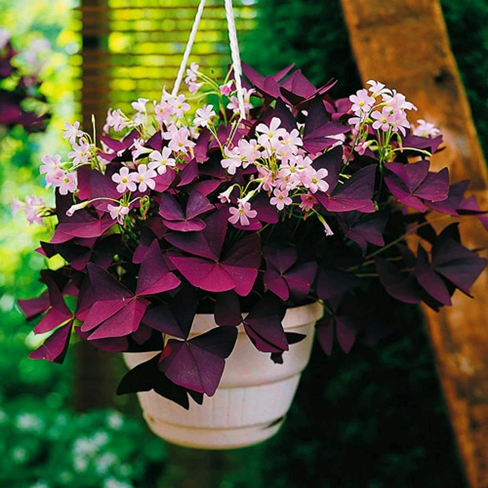 Trifoi Nobil Purpuriu (Oxalis triangularis)