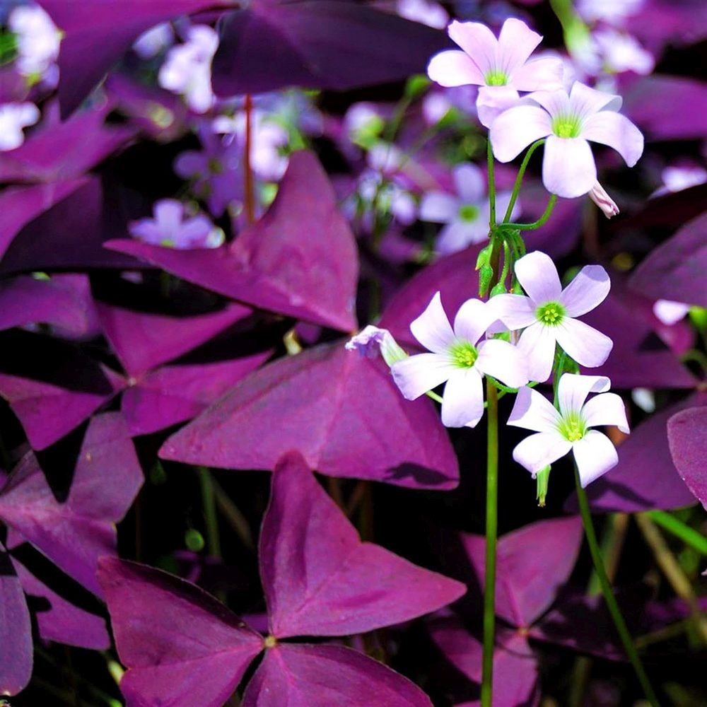 Trifoi Nobil Purpuriu (Oxalis triangularis)