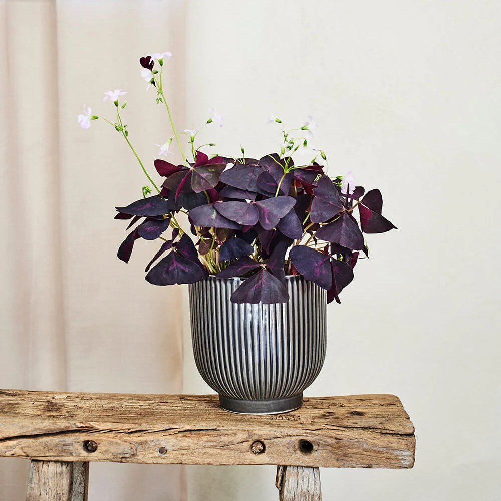 Trifoi Nobil Purpuriu (Oxalis triangularis)