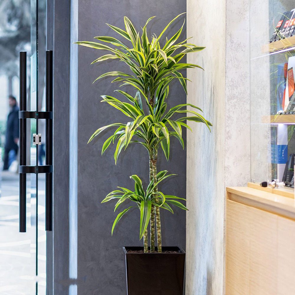 Trunchiul Fericirii (Dracena) Lemon Lime, 150 cm, 4 Tulpini, planta de apartament decorativa cu frunze verzi galbene