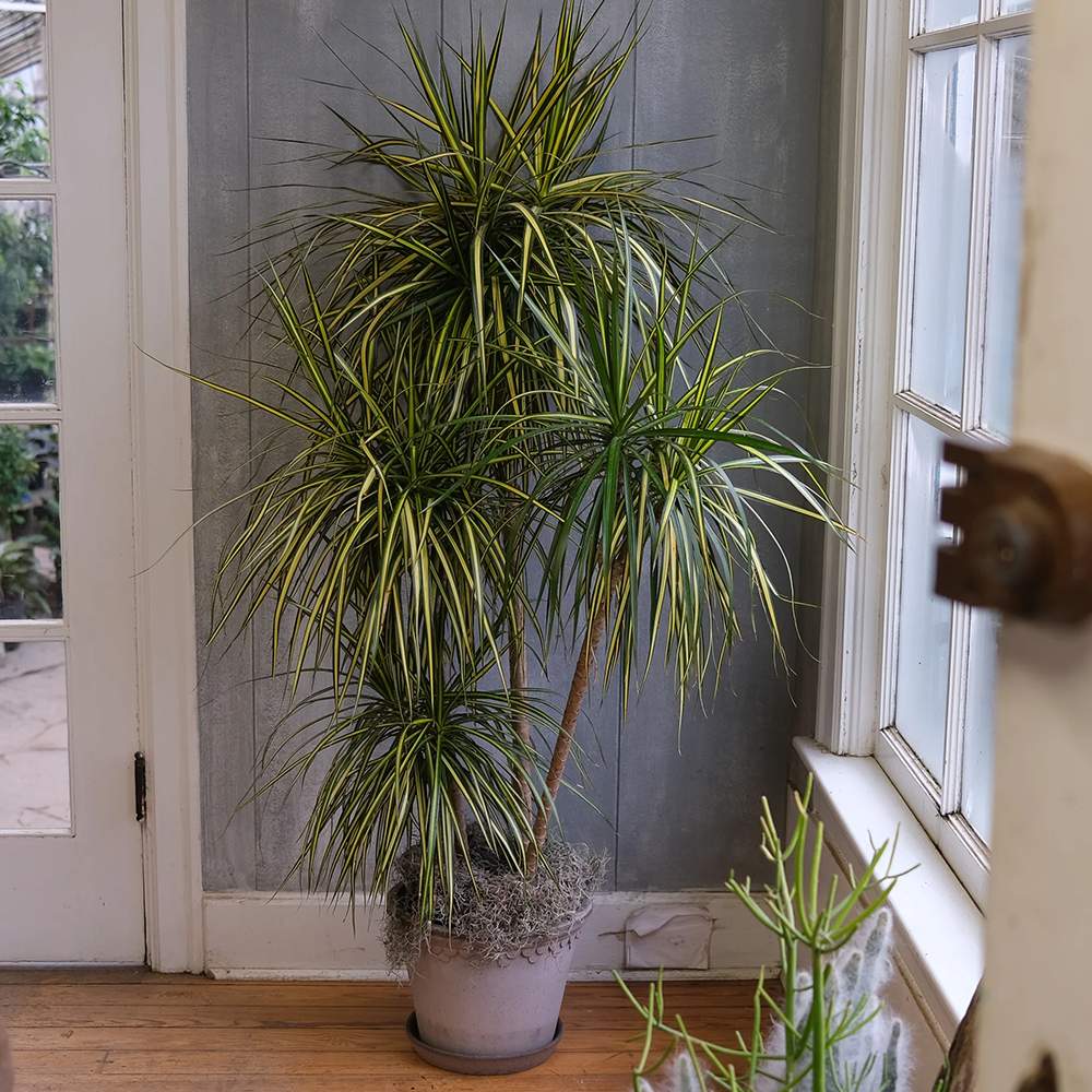 Trunchiul Fericirii (Dracena) Marginata - 160 cm