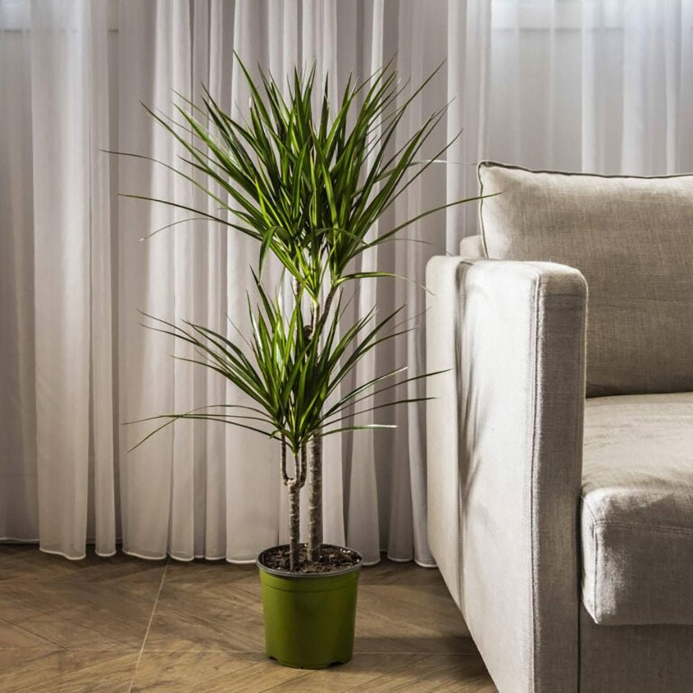 Trunchiul Fericirii (Dracena) Marginata, 3 Tulpini - 130 cm