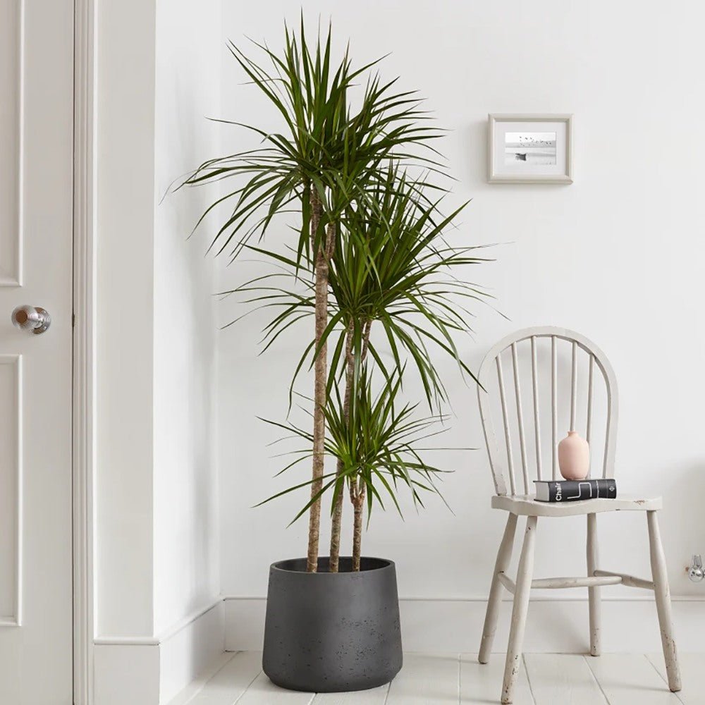 Trunchiul Fericirii (Dracena) Marginata, 3 Tulpini - 130 cm