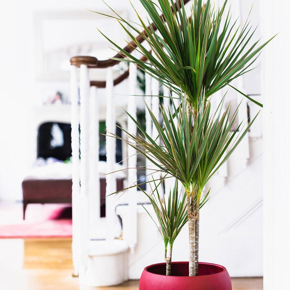 Trunchiul Fericirii (Dracena) Marginata, 3 Tulpini - 130 cm