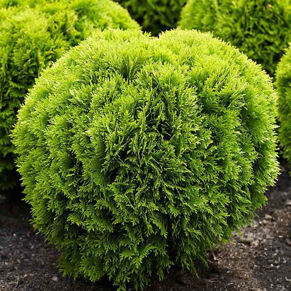 Tuia occidentalis globular verde-auriu Mirjam