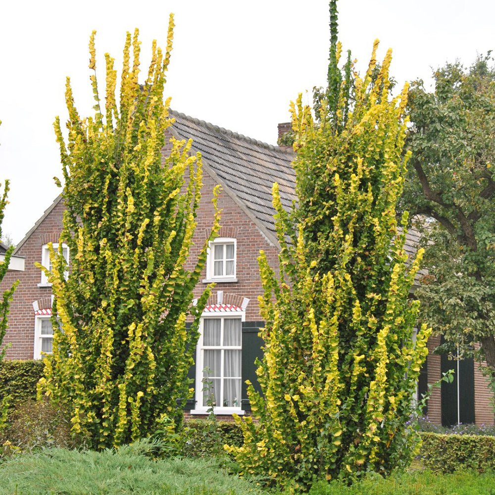 Ulm Olandez auriu (Ulmus Hollandica Wredei)