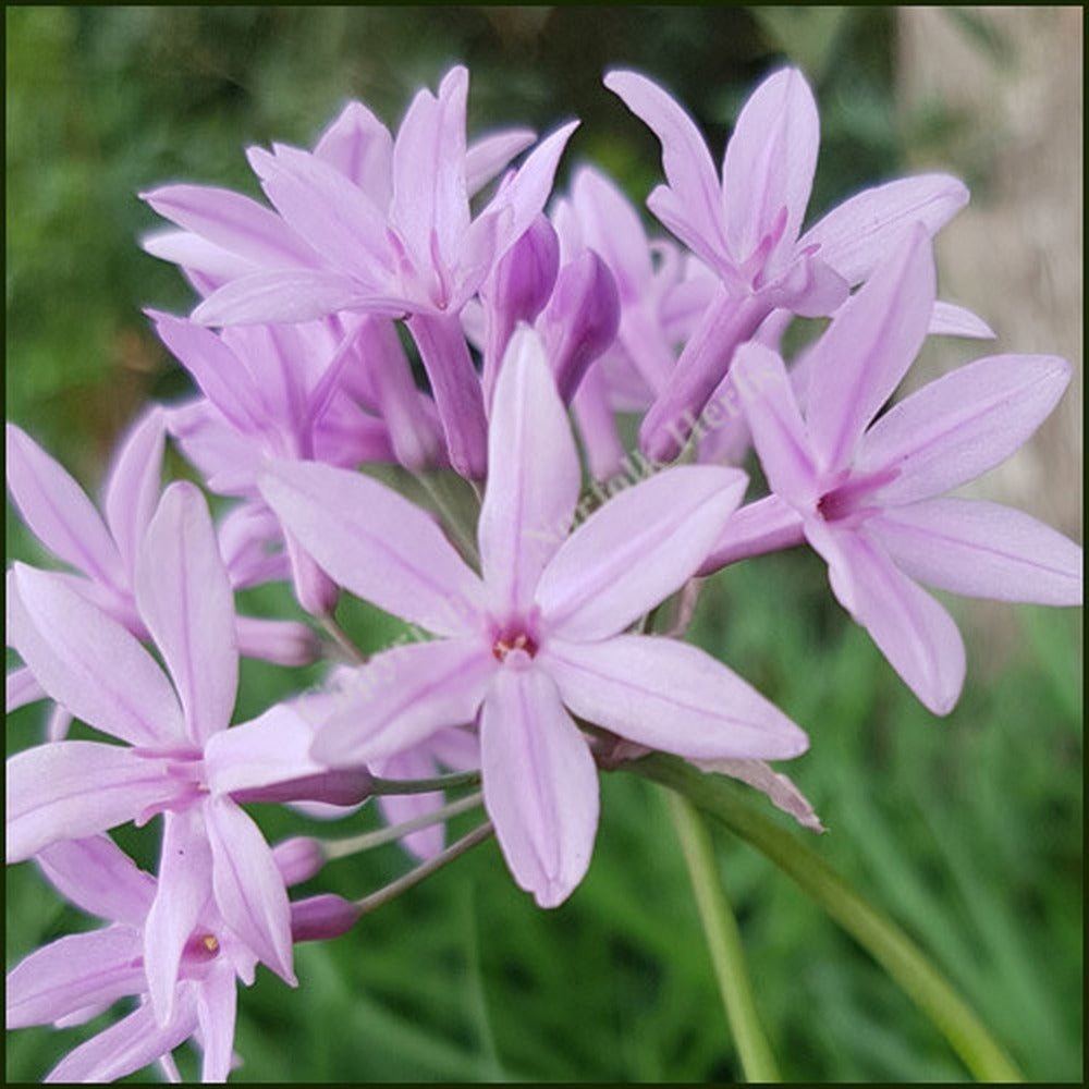 Usturoiul Dulce (Tulbaghia Violacea), cu flori mov, acoperitor