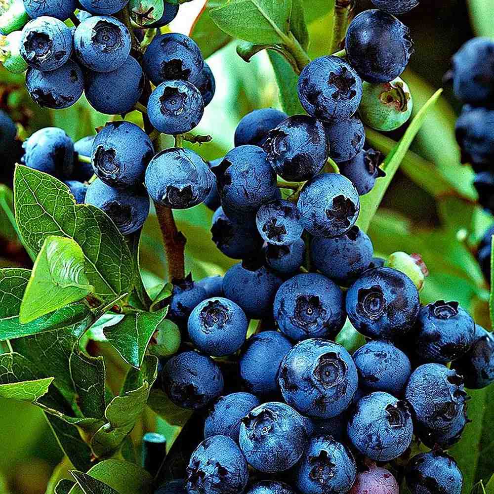 Afin Productiv Jersey (Vaccinium corymbosum), arbust fructe mari dulci rezistent productie mare, an 1 pe rod