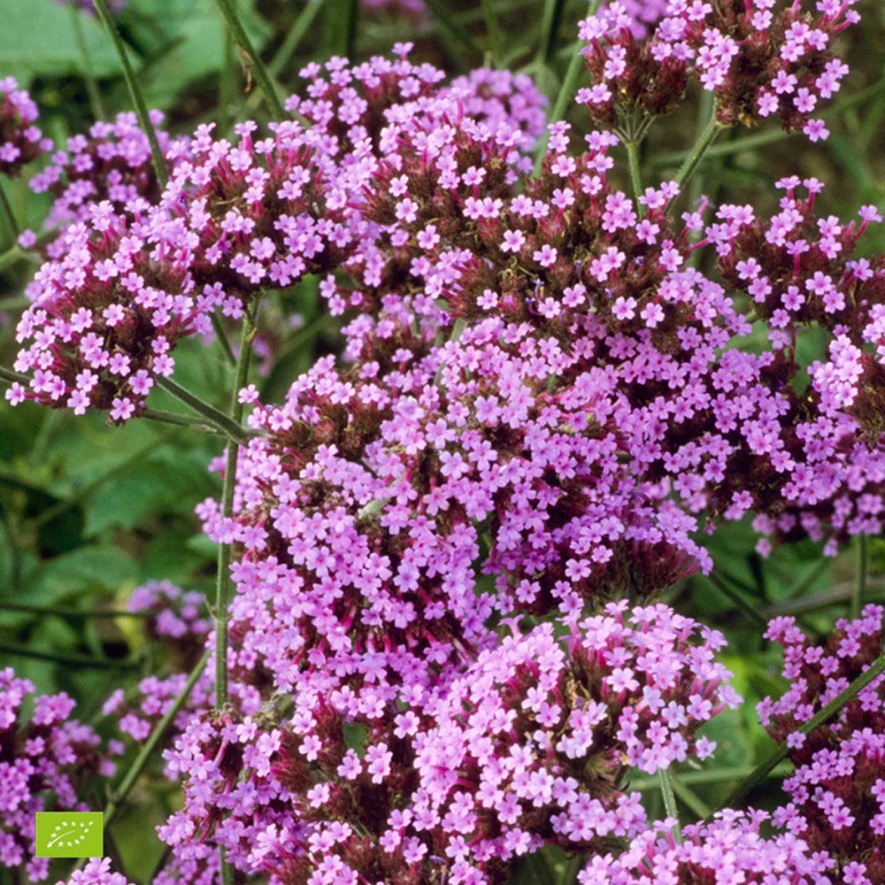 Verbena lavanda Lollipop, cu flori de culoarea lavandei
