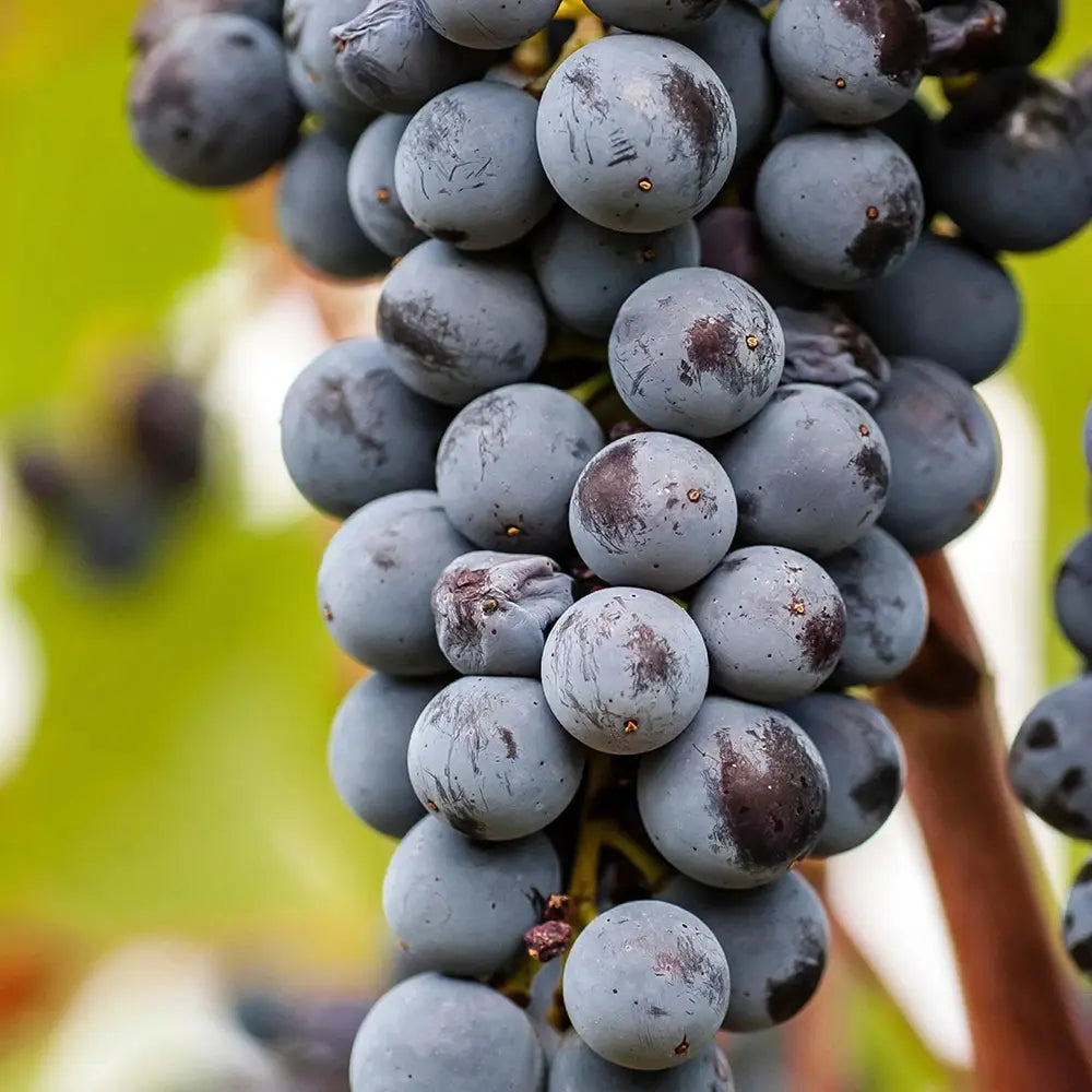 Vita de Vie (Vitis vinifera) Smeralda, cu struguri mari albastri-negri, an 2 pe rod