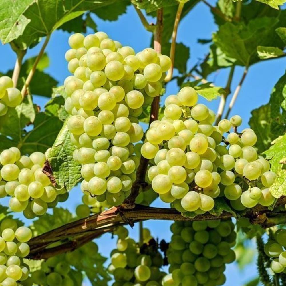 Vita de vie Vroege Van der Laan, struguri galbeni, timpurii, de masa, rezistenta frig