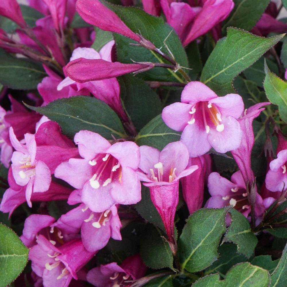 Weigela Minuet, cu flori roz si mijloc galben