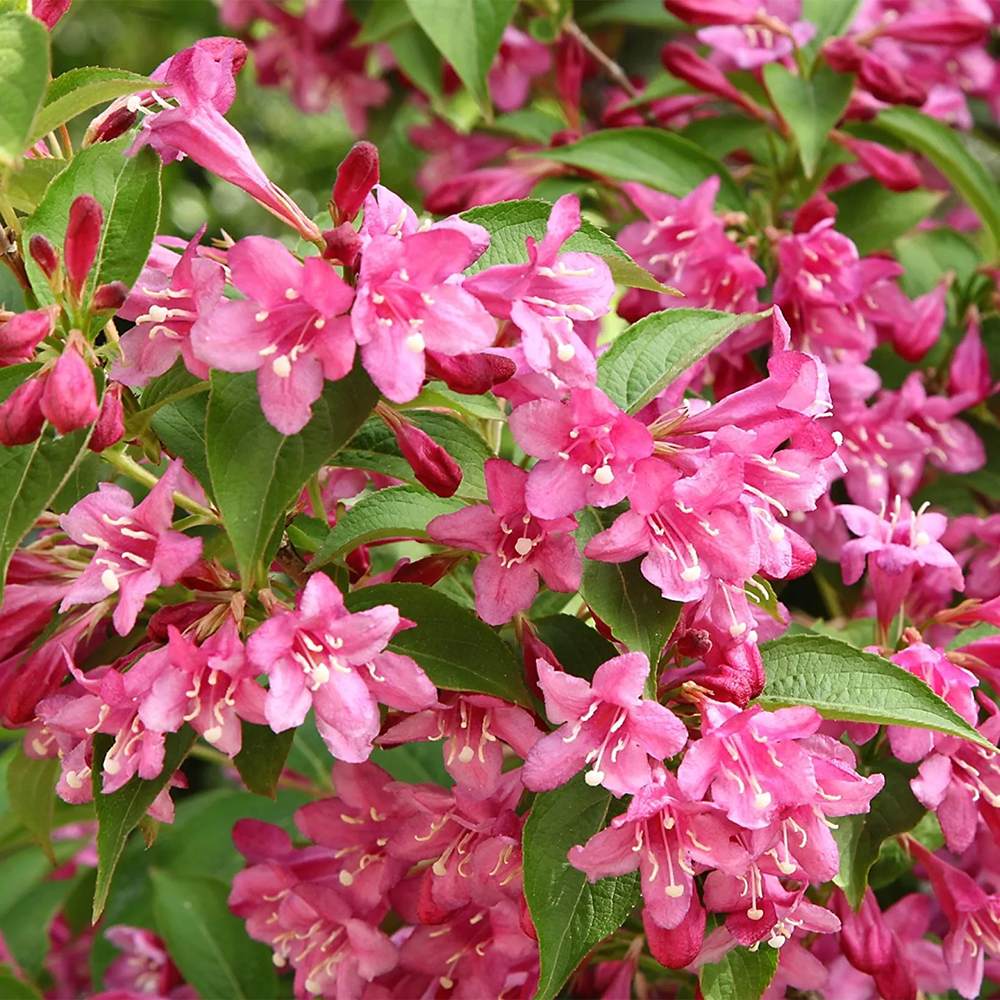 Weigela Minuet, cu flori roz si mijloc galben