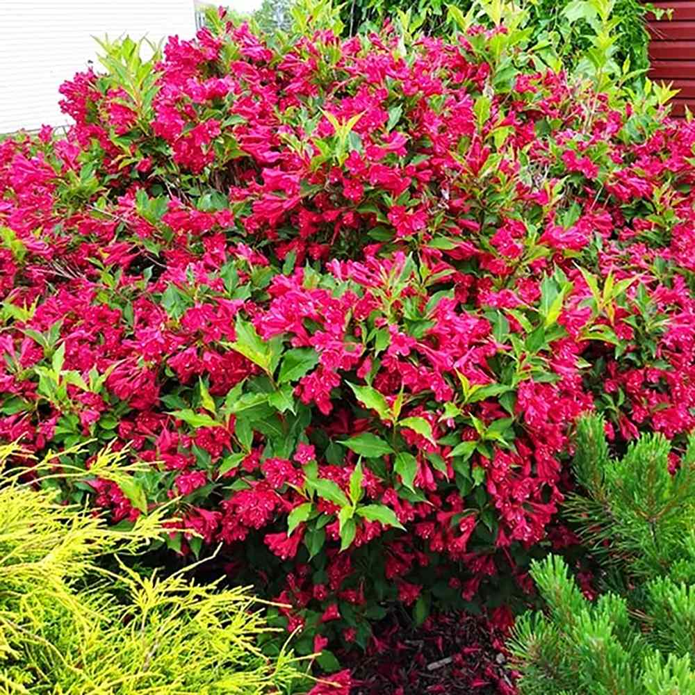 Weigela Red Prince, cu flori rosii - Tip Copac