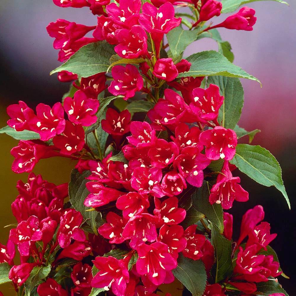 Weigela Red Prince, cu flori rosii - Tip Copac