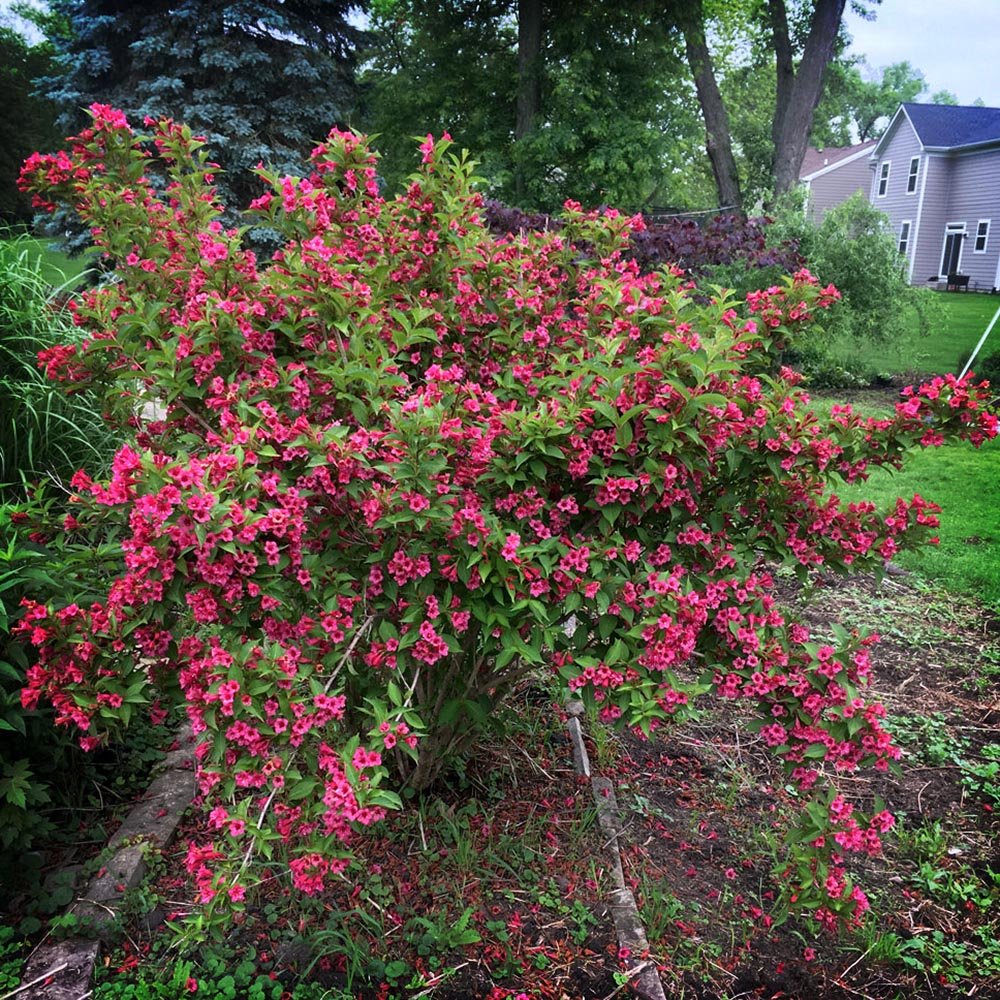 Weigela roz-inchis Alexandra - Tip Copac