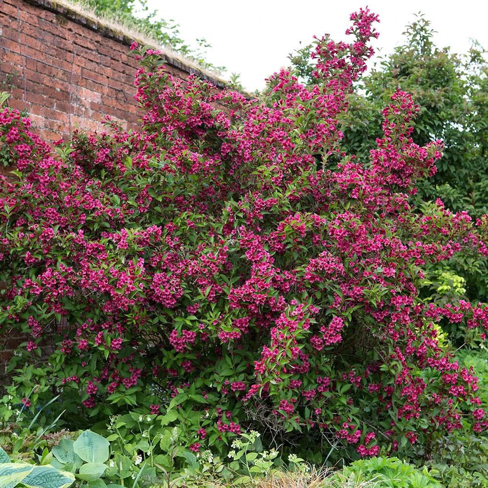 Weigela Victoria burgundiu, cu flori roz