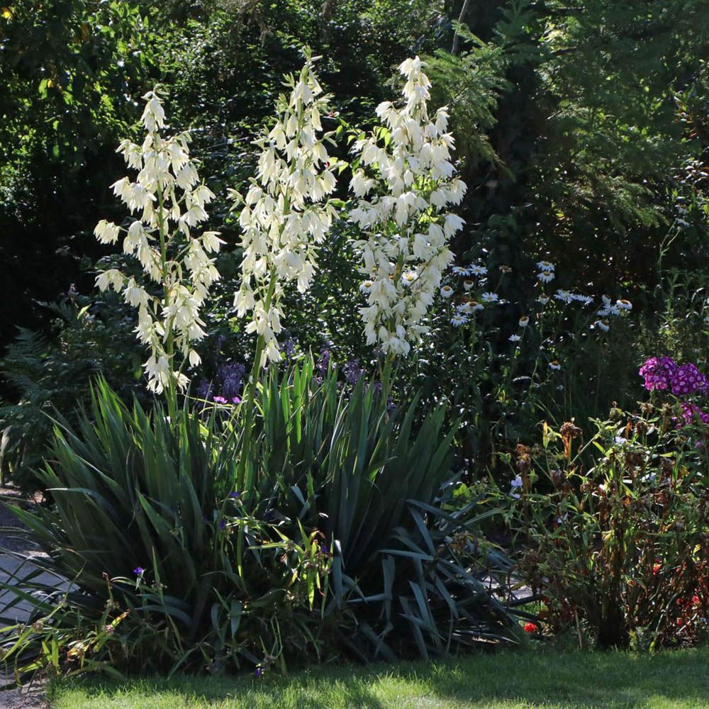 Yucca Filamentosa, cu frunze verzi