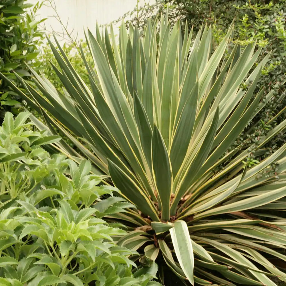 Yucca Gloriosa Variegata, crezistenta, frunze bicolore, flori albe spectaculoase, planta mediteraneana pentru soare, vesnic verde, frunze verzi si marginii aurii, rezistenta la ger