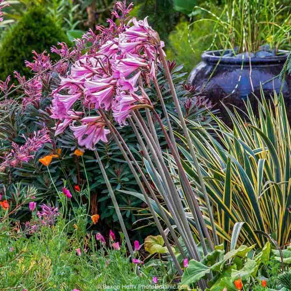 Yucca variegata Bright Edge, frunze galben-verde, flori alb-rosii parfumate, rezistenta la ger si sceta