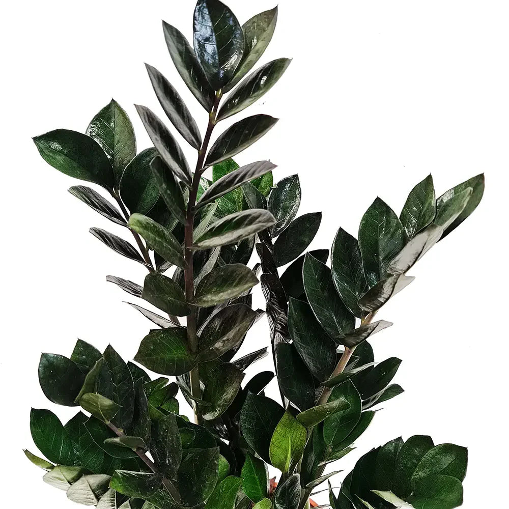 Planta Norocului (Zamioculcas Zamiifolia) Raven, 3 tulpini/ghiveci, planta de apartament cu frunze negre lucioase, rezistenta umbra, udare rara - 70 cm