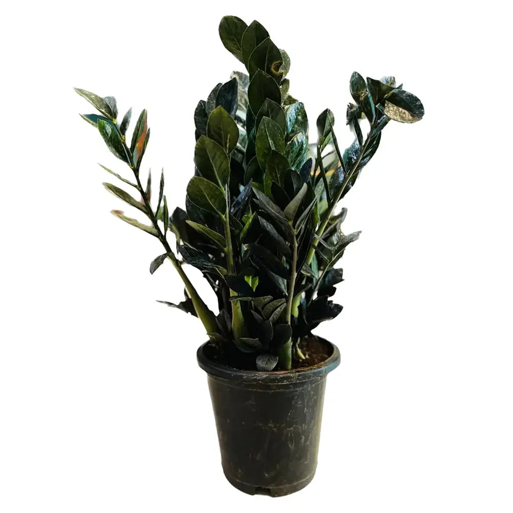 Planta Norocului (Zamioculcas Zamiifolia) Raven, 3 tulpini/ghiveci, planta de apartament cu frunze negre lucioase, rezistenta umbra, udare rara - 70 cm
