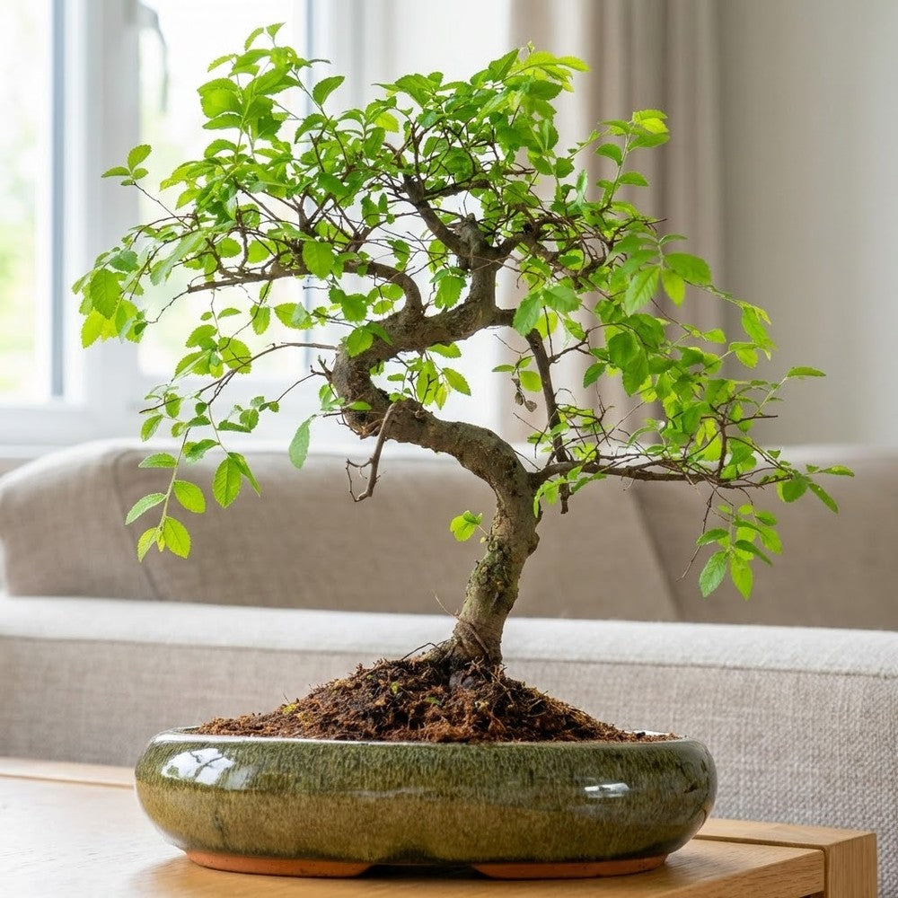 Zelkova bonsai – japán miniatűr szilfa, 50 cm, tökéletes ajándék