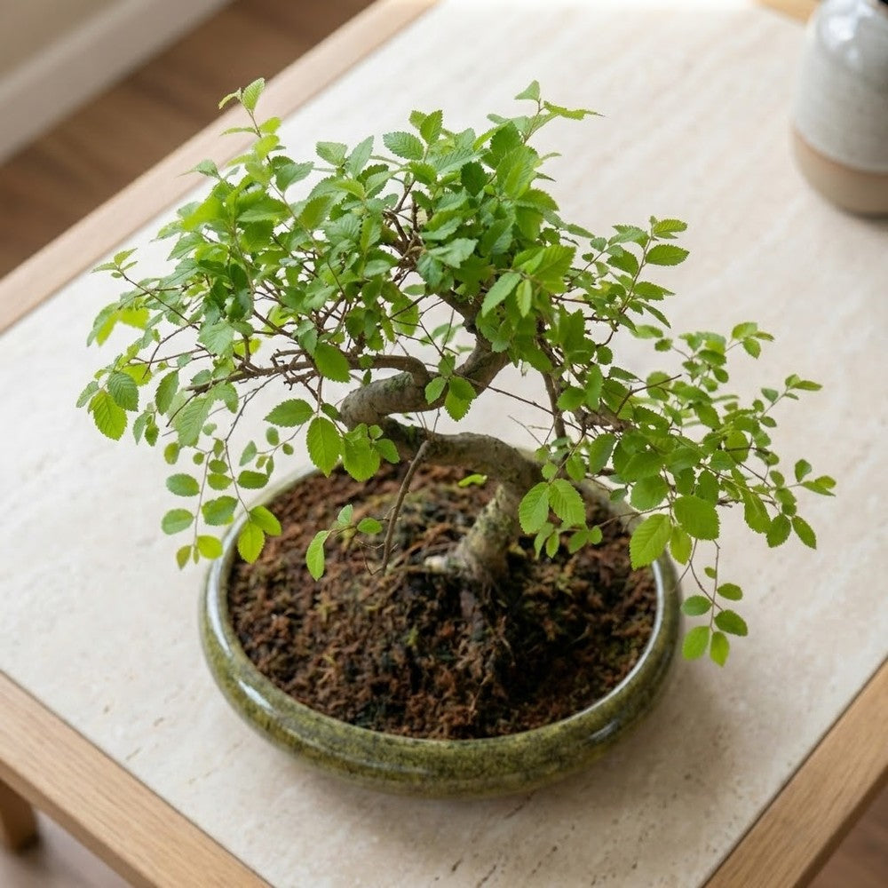 Zelkova bonsai – japán miniatűr szilfa, 50 cm, tökéletes ajándék