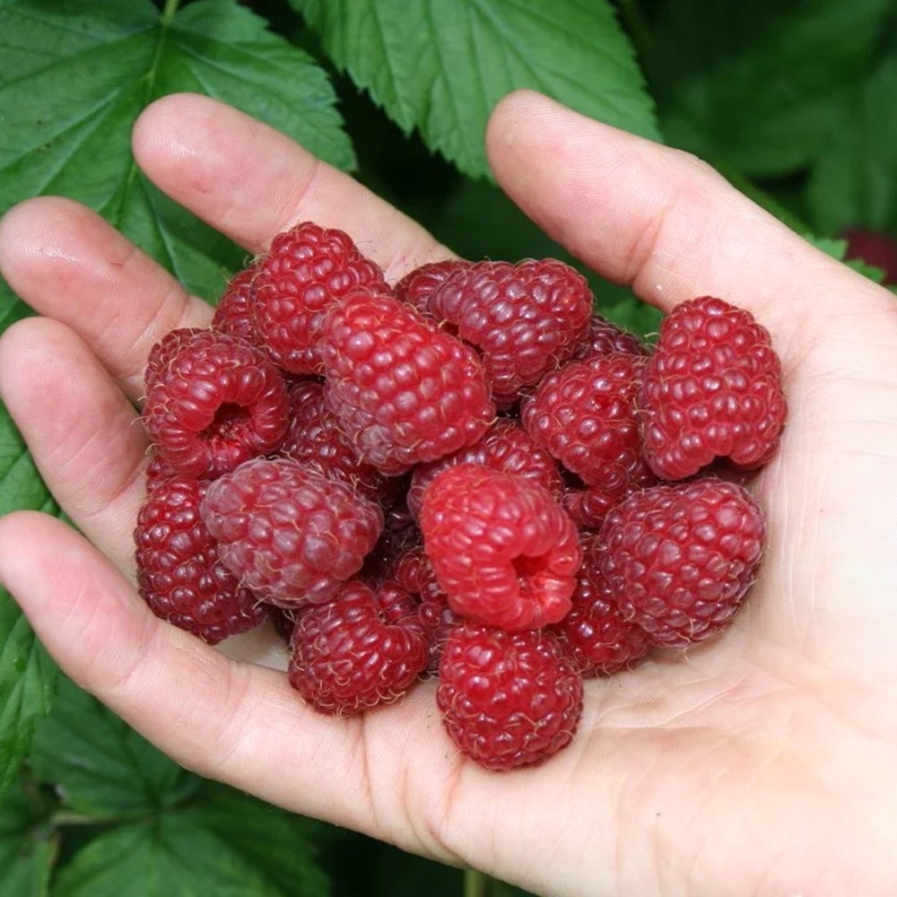 Zmeur Rosu Autumn Happy (Rubus Idaeus)