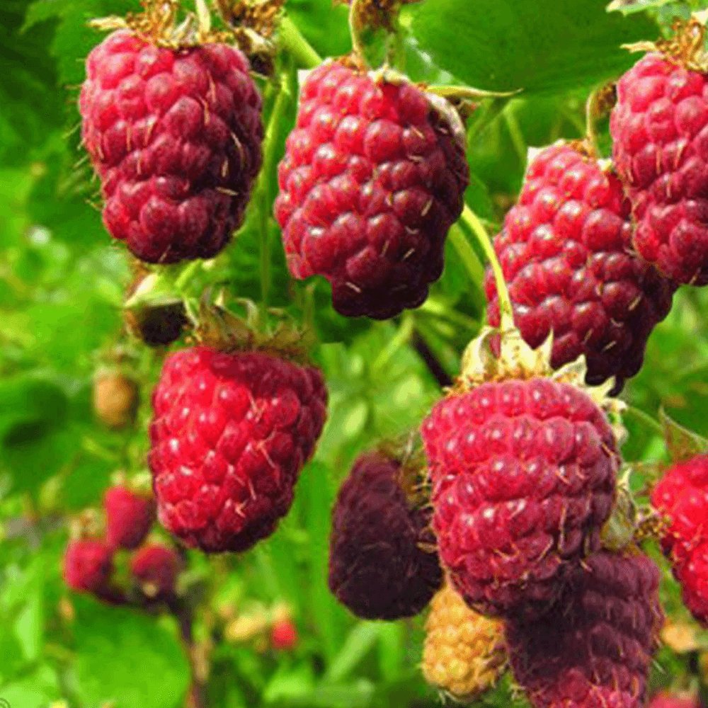 Zmeur Rosu Malling Promise (Rubis Idaeus), cu fructe dulci-acrisoare rosii