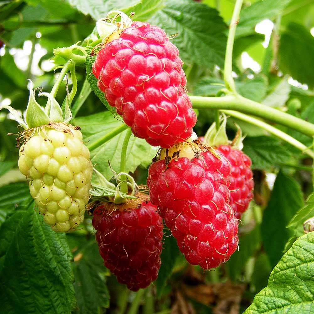 Zmeur Rosu Tulameen (Rubus Idaeus), cu fructe dulci rosii