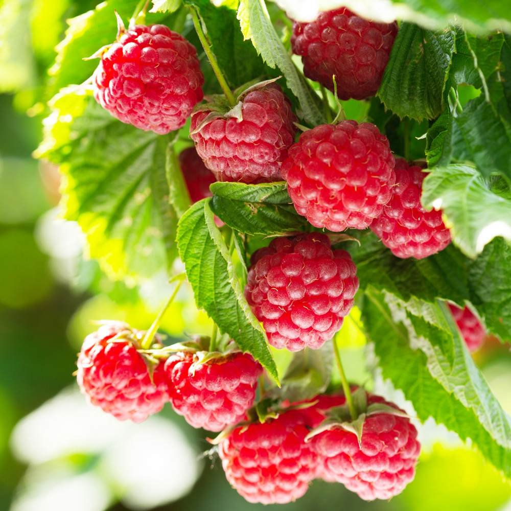 Zmeur Rosu Tulameen (Rubus Idaeus), cu fructe dulci rosii