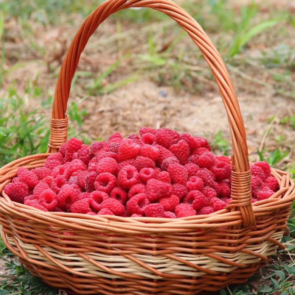 Zmeur Two Timer Sugana (Rubus idaeus), cu fructe dulci