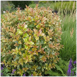 Tarka levelű álmagyal (Osmanthus heterophyllus ‘Tricolor Goshiki’), örökzöld díszcserje, háromszínű lombbal, intenzíven édes illatú virágokkal, könnyen gondozható
