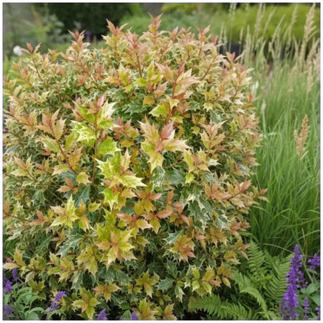 Tarka levelű álmagyal (Osmanthus heterophyllus ‘Tricolor Goshiki’), örökzöld díszcserje, háromszínű lombbal, intenzíven édes illatú virágokkal, könnyen gondozható