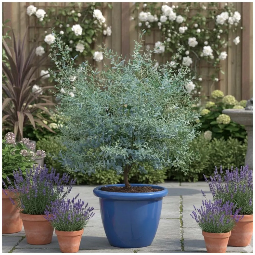 Ezüst eukaliptusz ‘Gunnii’ (Eucalyptus gunnii) – illatos, ezüstös lombú, napfénykedvelő, örökzöld növény