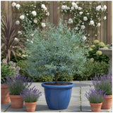 Ezüst eukaliptusz ‘Gunnii’ (Eucalyptus gunnii) – illatos, ezüstös lombú, napfénykedvelő, örökzöld növény