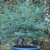 Ezüst eukaliptusz ‘Gunnii’ (Eucalyptus gunnii) – illatos, ezüstös lombú, napfénykedvelő, örökzöld növény