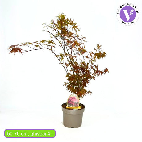 Japán juhar Atropurpureum, piros-lila lomb, dekoratív, kompakt növekedés