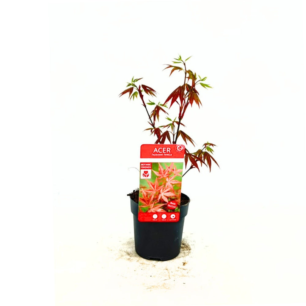 Japán juhar Atropurpureum, piros-lila lomb, dekoratív, kompakt növekedés