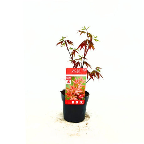Japán juhar Atropurpureum, piros-lila lomb, dekoratív, kompakt növekedés