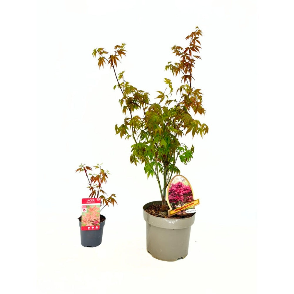 Japán juhar Atropurpureum, piros-lila lomb, dekoratív, kompakt növekedés