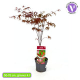 Vörös japán juhar Bloodgood (Acer palmatum), piros-bordó lombbal, díszes megjelenésű, gyors növekedésű, díjnyertes fajta, kertbe vagy cserépbe is