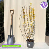 Aranyvessző (Forsythia Spectabilis), díszcserje élénk sárga virágokkal tavasszal, gyors növekedés