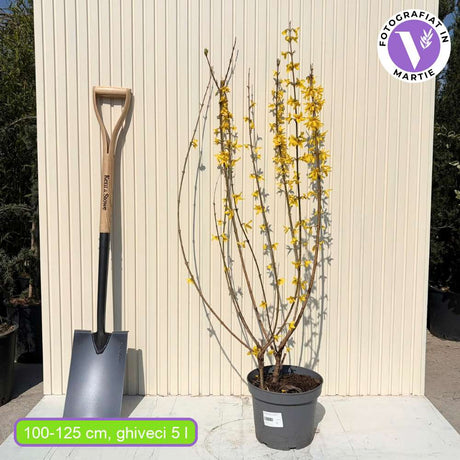 Aranyvessző (Forsythia Spectabilis), díszcserje élénk sárga virágokkal tavasszal, gyors növekedés