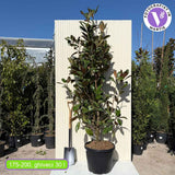 Örökzöld magnólia (Magnolia grandiflora Gallisoniensis), illatos fehér virágok, fényes lomb